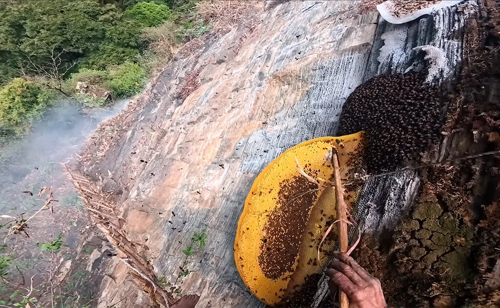 Wild honey hunting on a Himalayan cliff