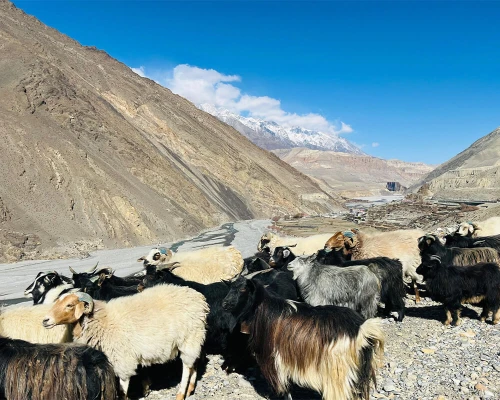 Beautiful Encounter At Kagbeni Road ()