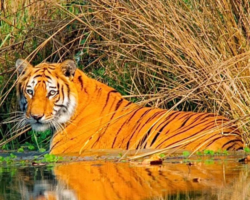 Bengal Tiger