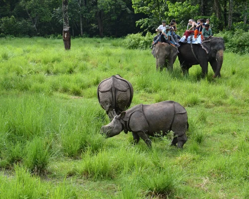Chitwan Jungle Safari ()