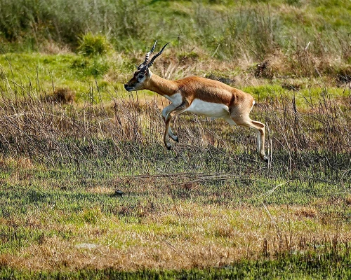 Jungle Walk In Bardiya National Park