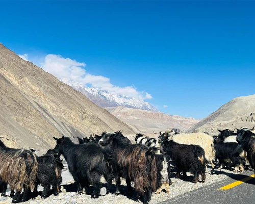 On The Way To Kagbeni 