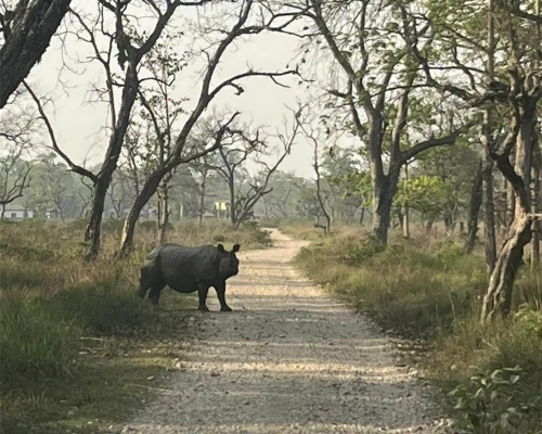 One Horned Rhino