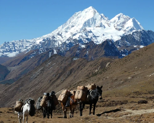 Pony Use For Trasport