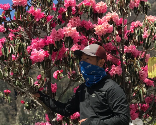 Rododendron Blossom During Spring