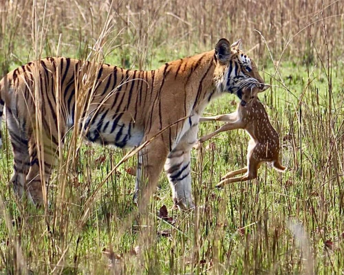 Royal Bengal Tiger Hunt