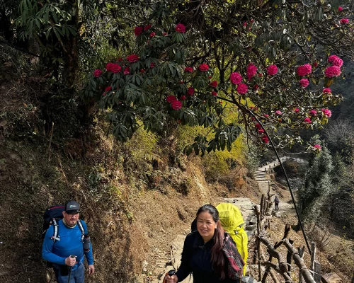 Spring Vibes Renodendron