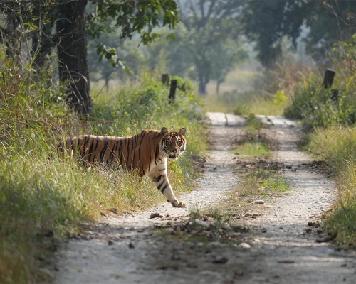 Tiger Seen During Safari